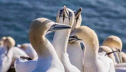 开云下载：云端触手可及的下载新纪元