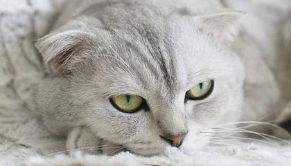 leyu——引领智能生活的新潮流